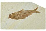 Detailed Fossil Fish (Knightia) - Wyoming #227443-1